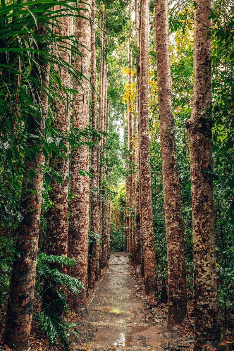 Peronella park 02